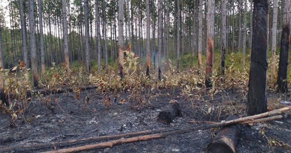 Incendio forestal en Pinar del Río © ACN