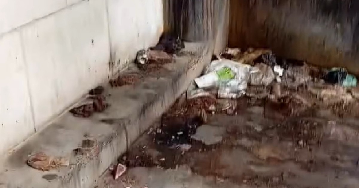 Activista denuncia peste e inmundicia en edificio de La Habana: &iquest;Qui&eacute;n limpia esto, D&iacute;az-Canel?