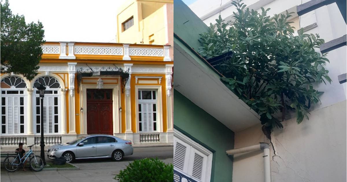 Negligence Allows Shrub to Slowly Damage José White Hall in Matanzas