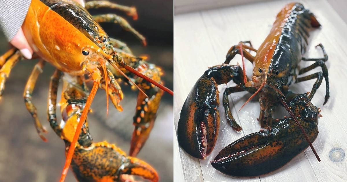 Impressive: A bicolor lobster has been found off the coasts of the U.S.