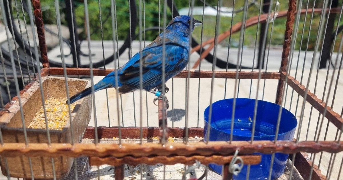 Animal welfare organizations denounce: They blind songbirds for singing competitions in Cuba