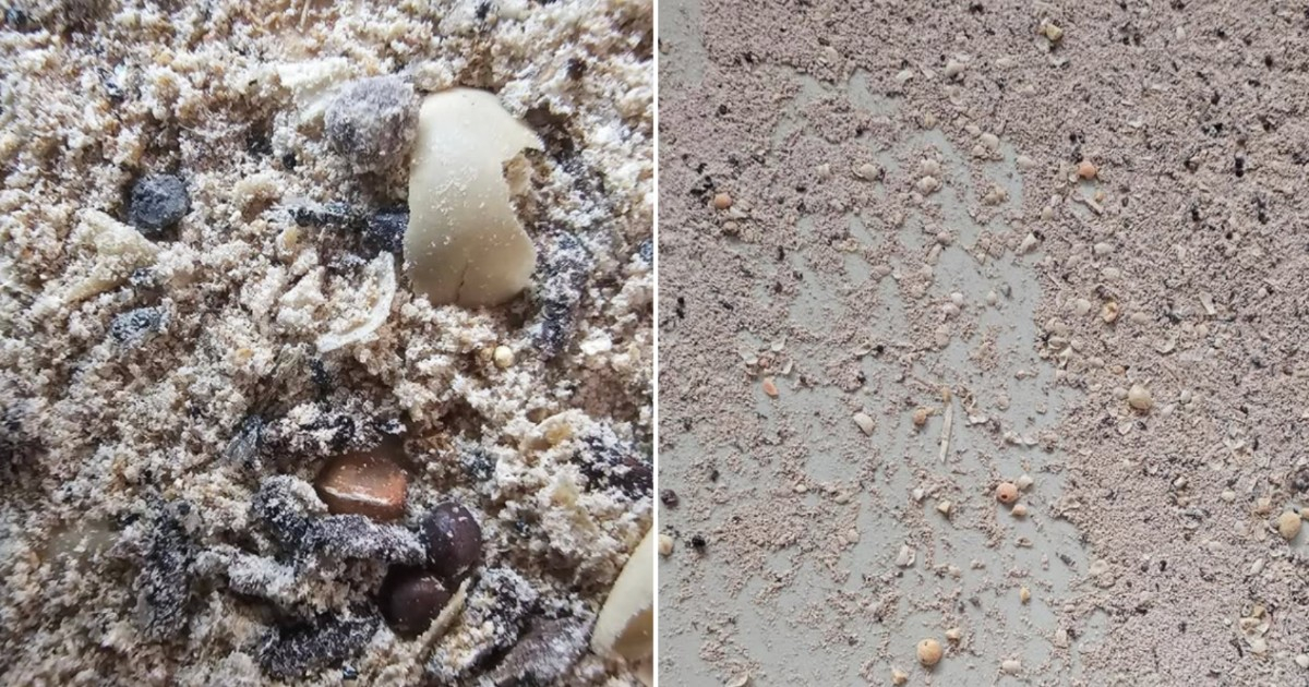 "Not even suitable for animal consumption": Cuban denounces poor quality of peas sold to the public