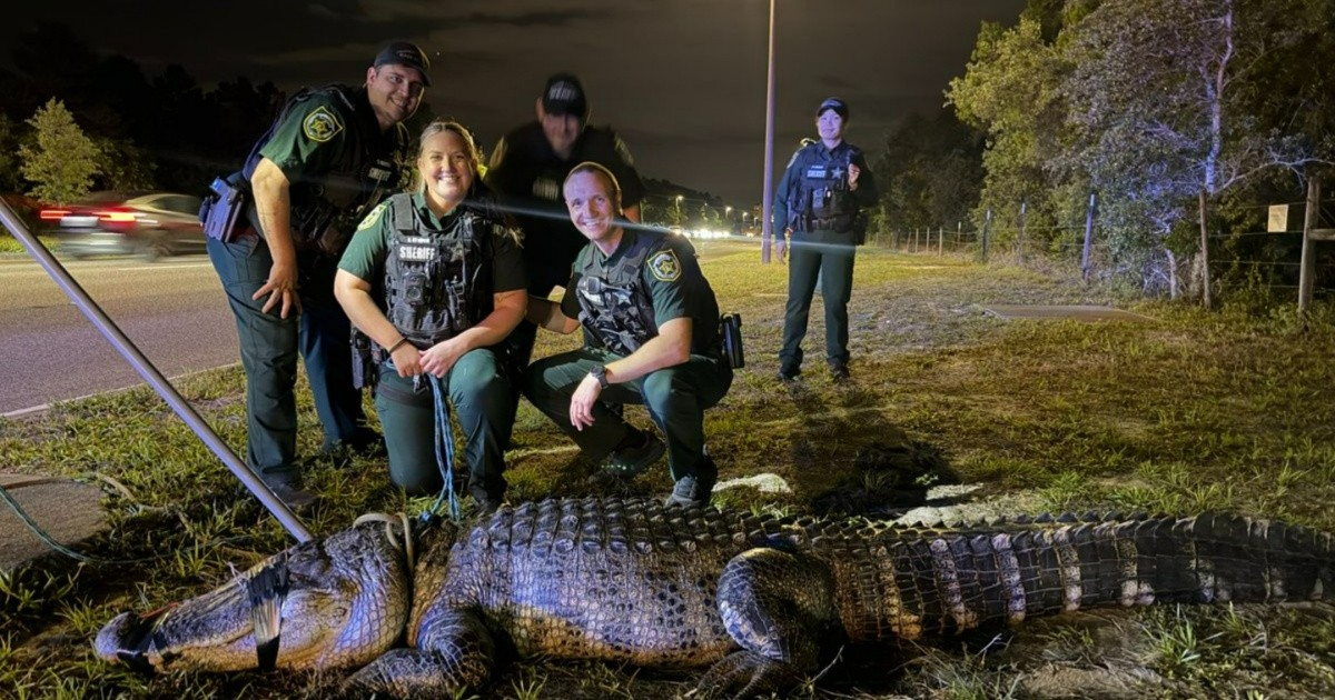 A giant alligator measuring over 11 feet surprises police officers in Florida
