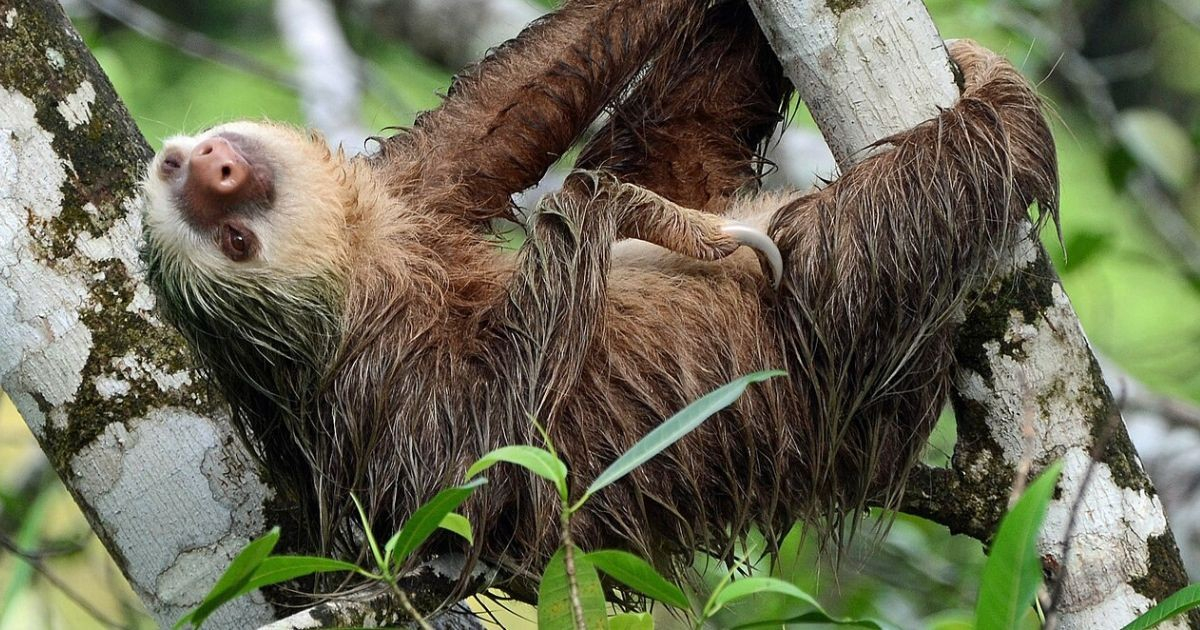 Tragic Oversight: Nearly 30 Sloths Perish in Florida Warehouse Due to Lack of Electricity