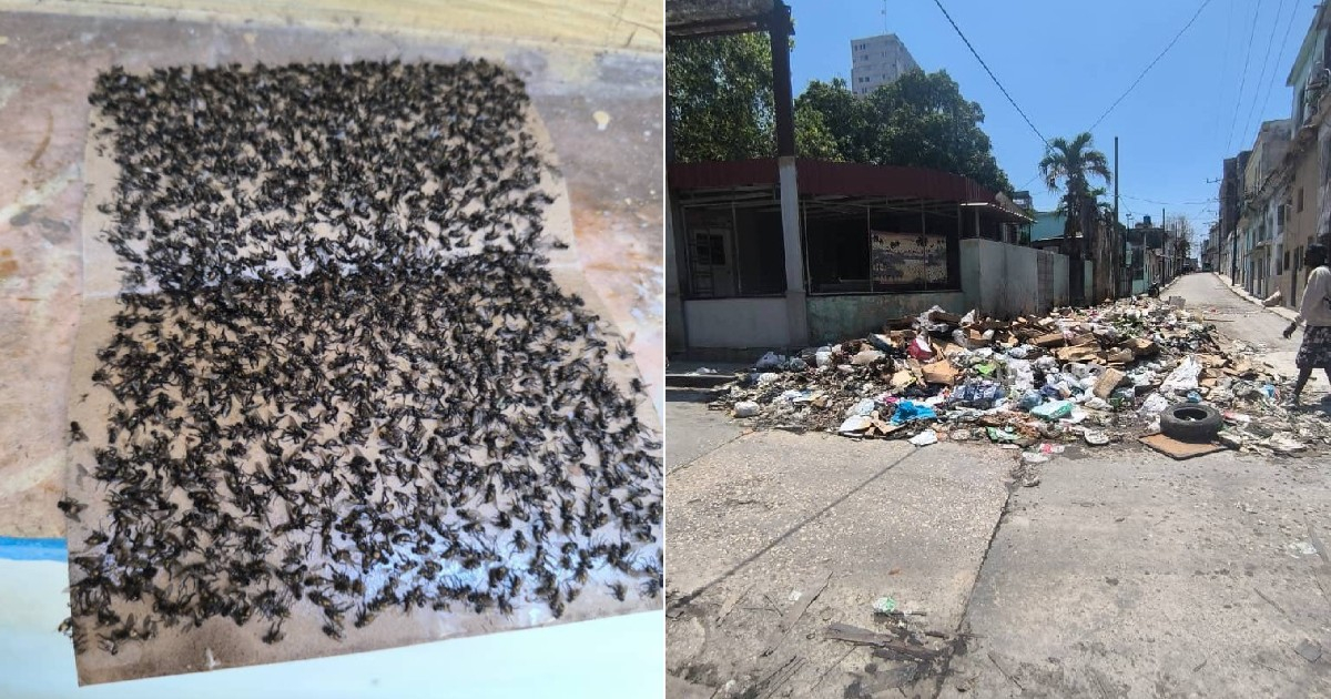 Cuban Mother Raises Alarm Over Fly Infestation in Cerro: "I Have a Baby, and It's Unbearable"