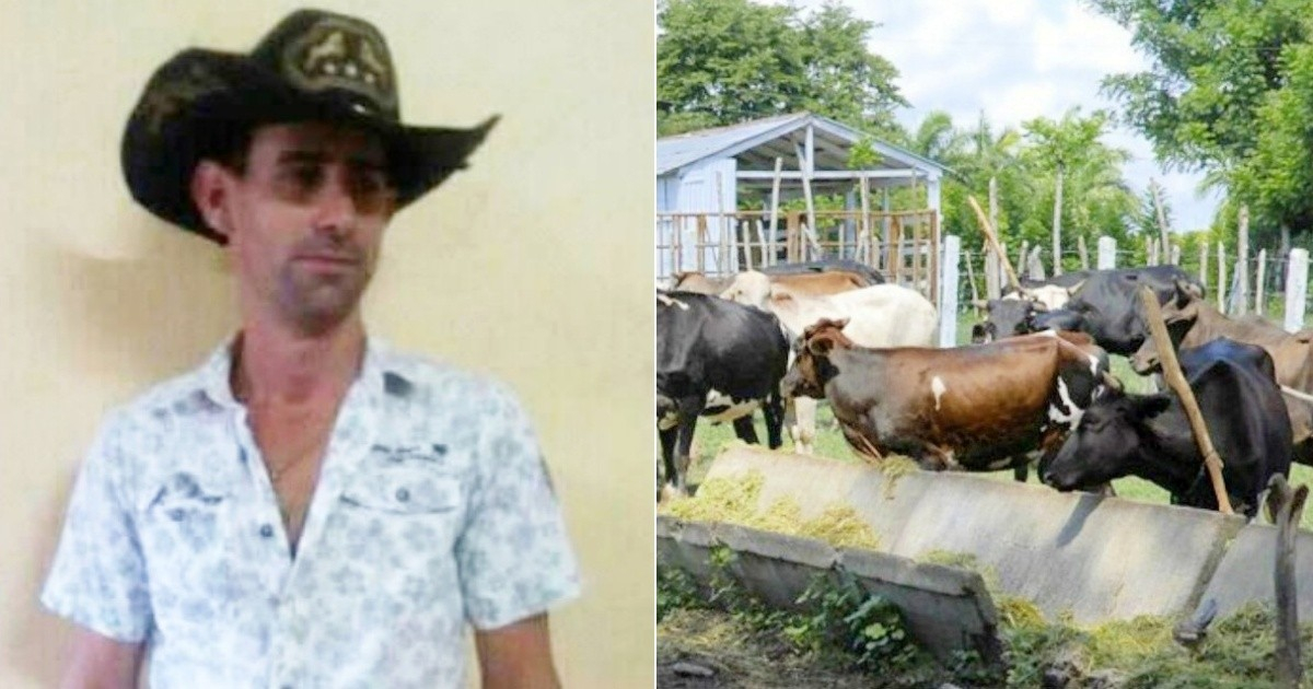 Cuban Man Apprehended in Matanzas for Cattle Theft and Illegal Slaughter