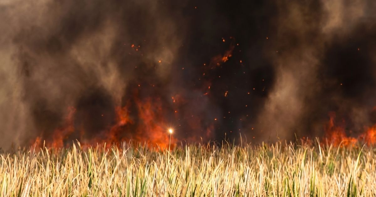 Florida Battles Nearly 100 Wildfires, Out-of-Control Blaze Threatens Everglades