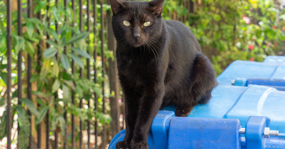 How Long Can Cuba's Regime Last? An Economist Weighs In