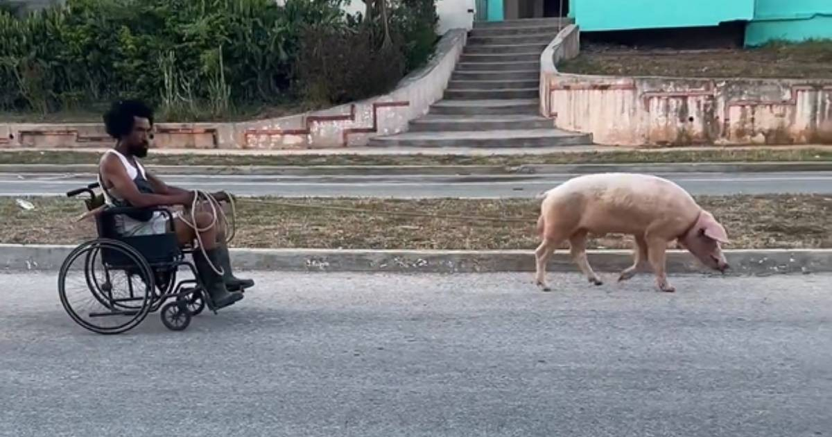Man in Wheelchair Gets Dragged by Pig in Viral Video: A Unique Cuban Transport Solution
