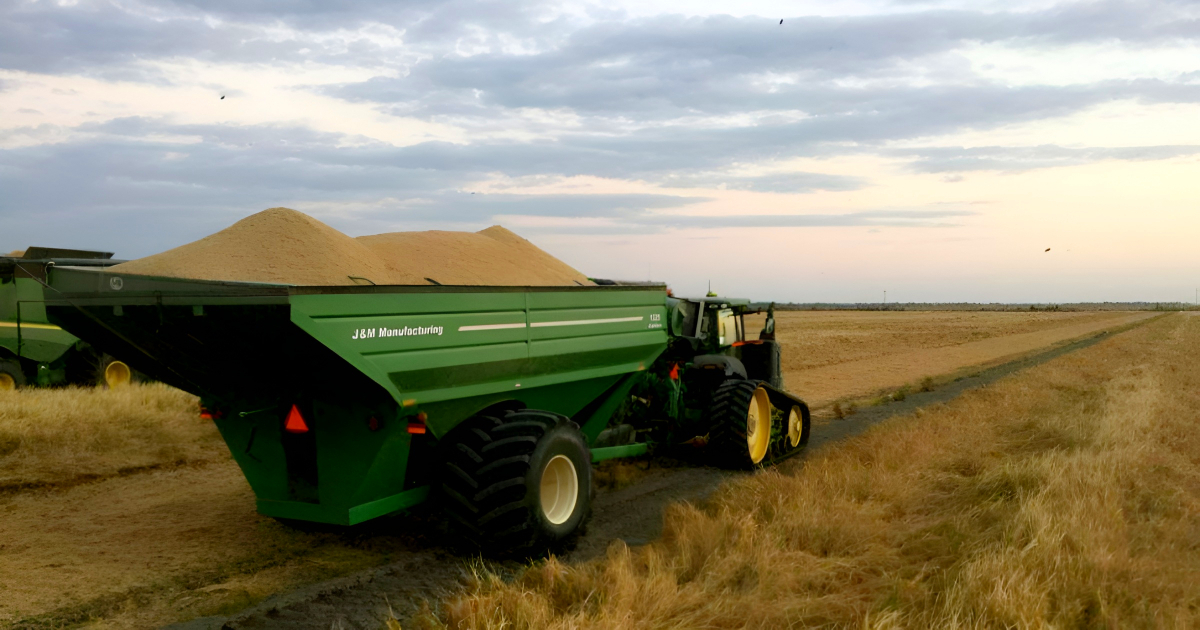 U.S. Rice Exports to Cuba Surge Fivefold in Early 2026