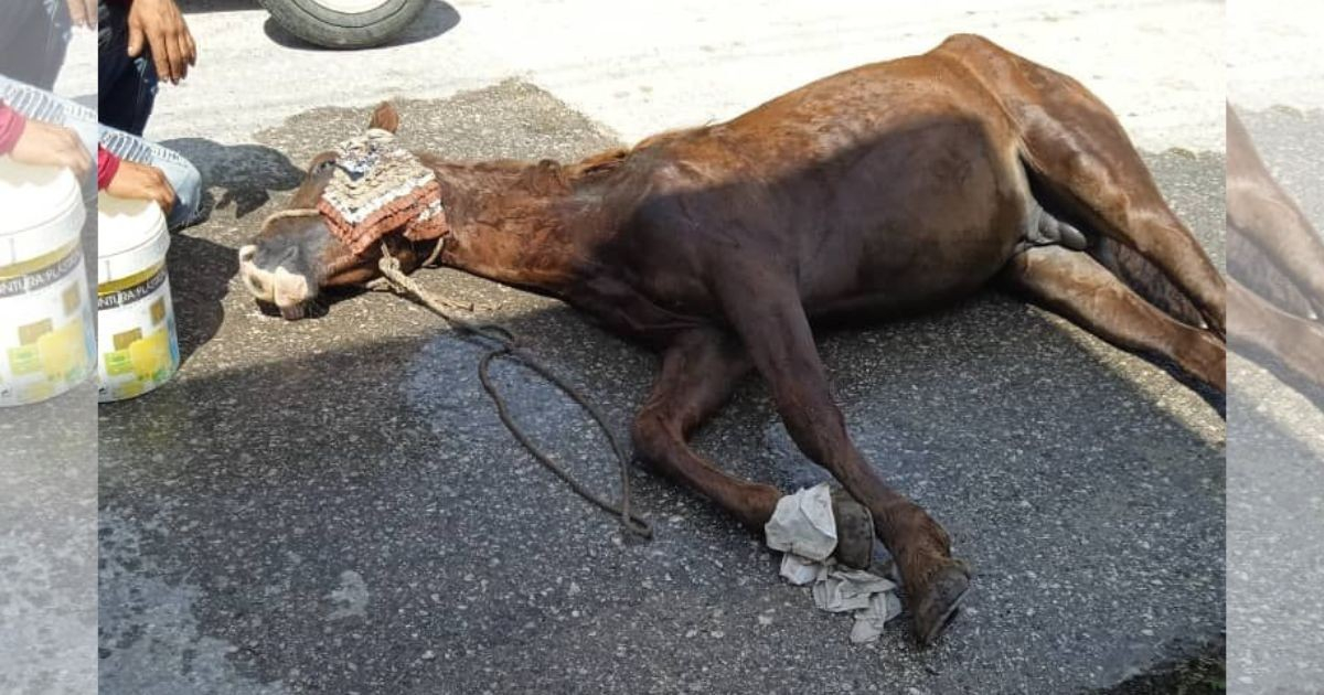 Horse Collapses on Busy Road in Sancti Spíritus: "Tried to Stand, Hit Its Head, and Split Its Mouth"
