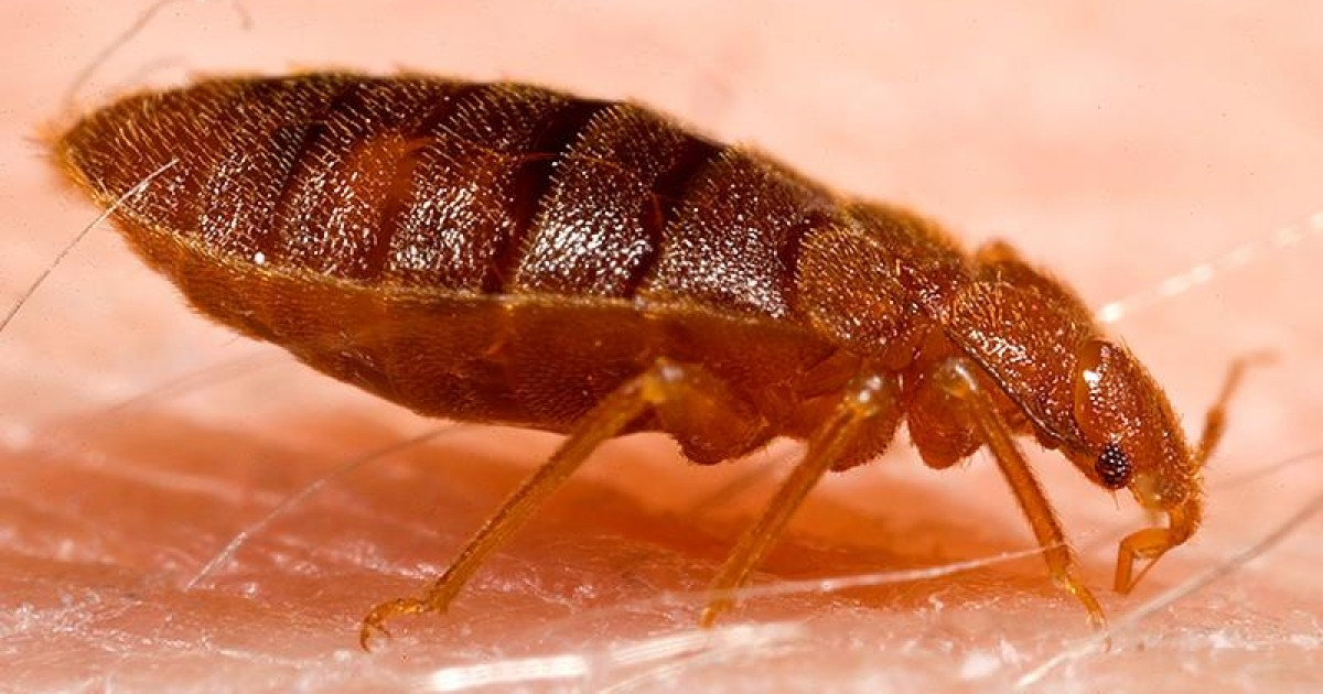Residents in Santiago de Cuba's Sorribe Complain About Bedbug Infestation and Waste Dump