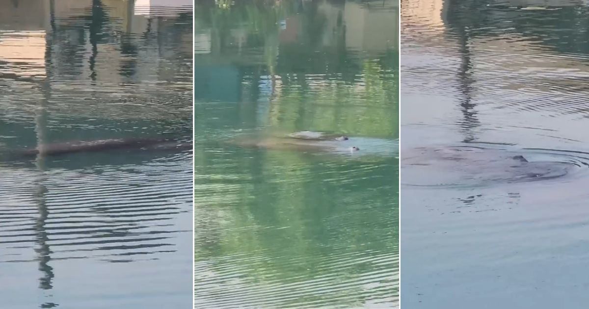 Manatees Make a Splash in Matanzas' San Juan River