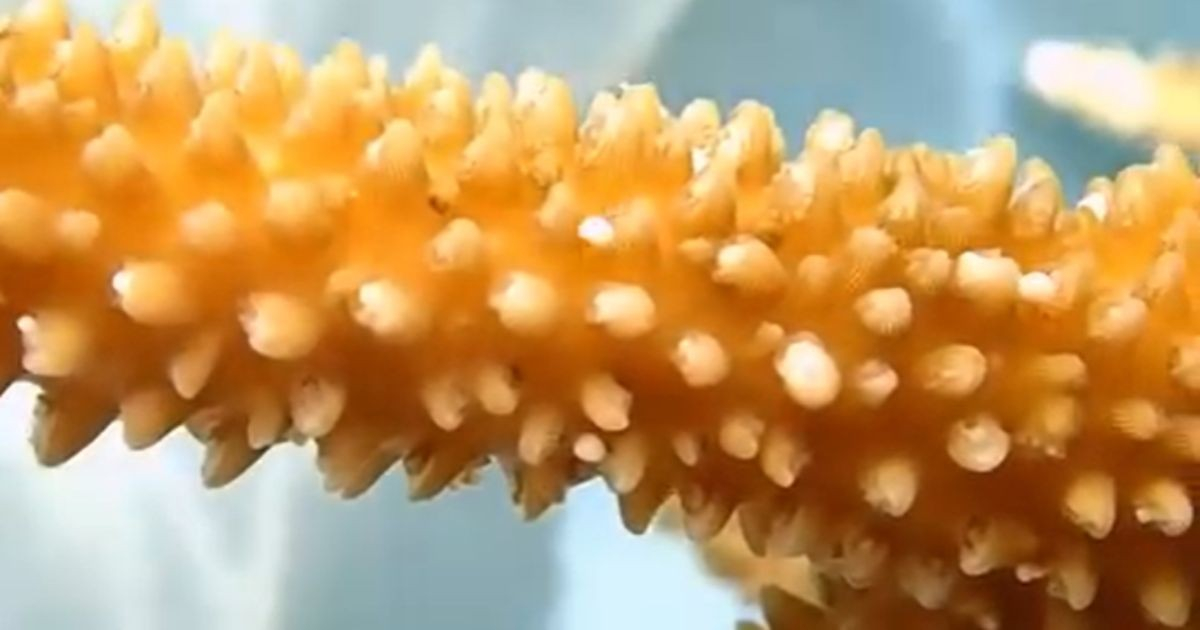 Coral Spawning Phenomenon Captivates Cuba's Coastal Waters