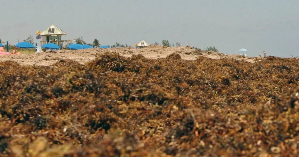 Miami Beaches Face Unprecedented Seaweed Surge by 2026