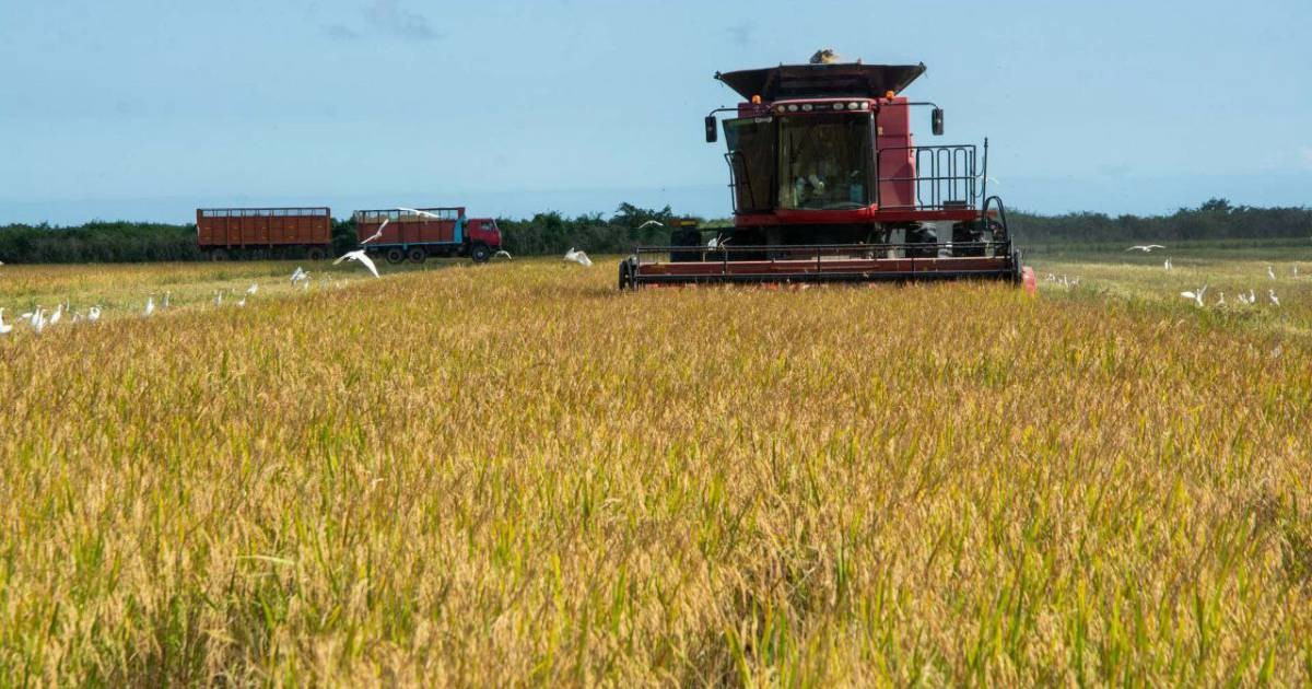 Cuban Government Seeks Foreign Investors for Food Production in Pinar del Río