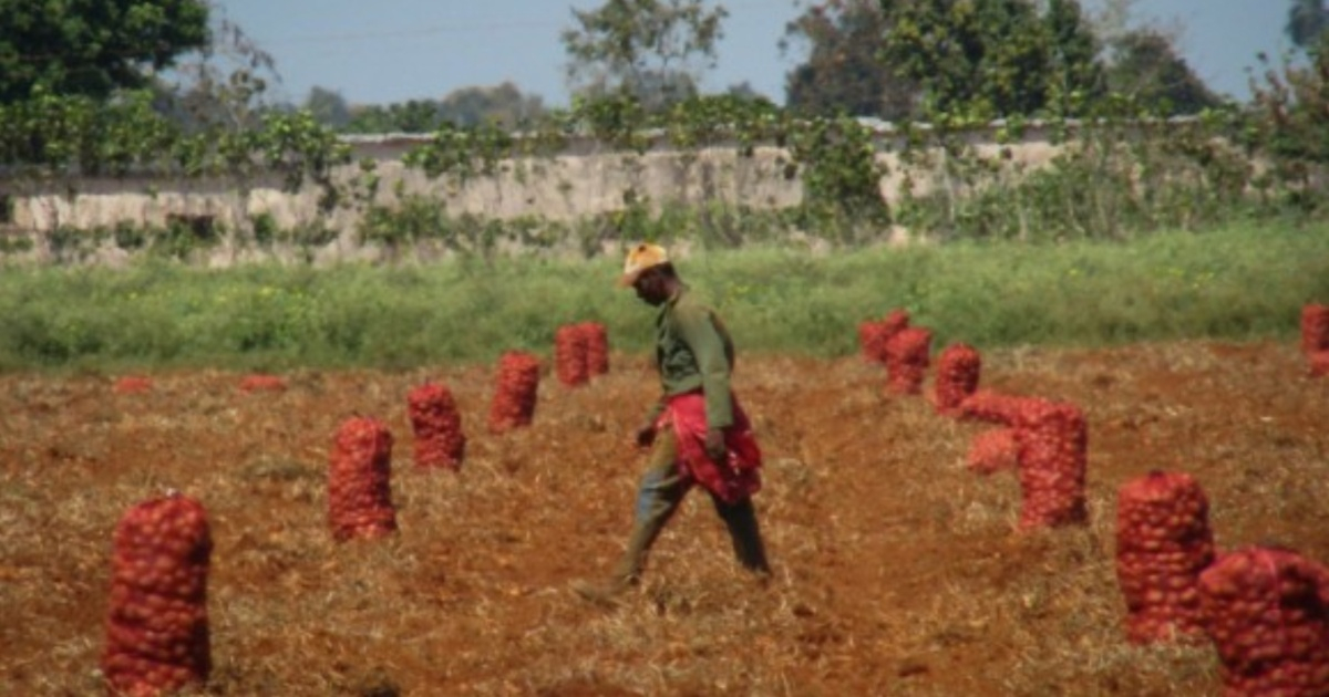 Campesino cubano © Cubadebate