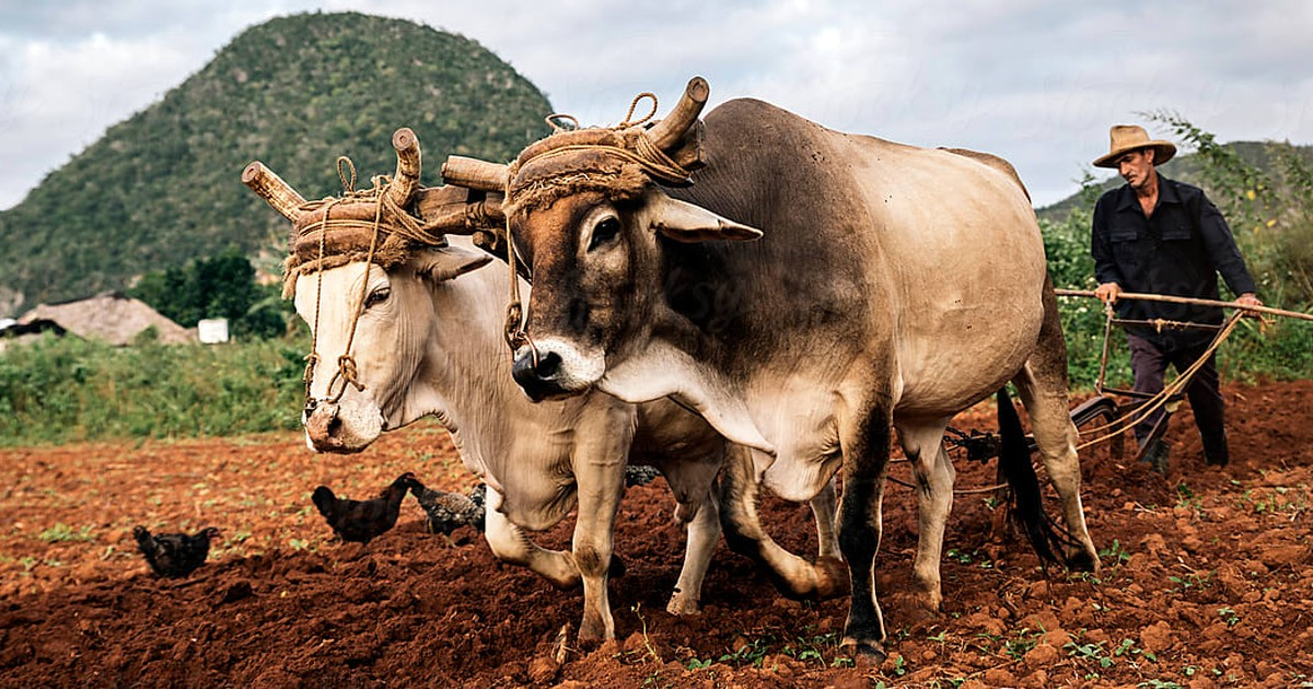 Cuban Agriculture Reverts to Oxen and Windmills Due to Resource Shortages