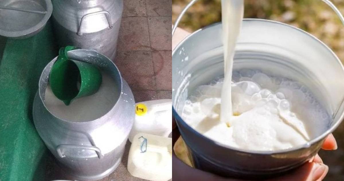 Milk Distribution in Guantánamo Faces Challenges Amid Energy Crisis