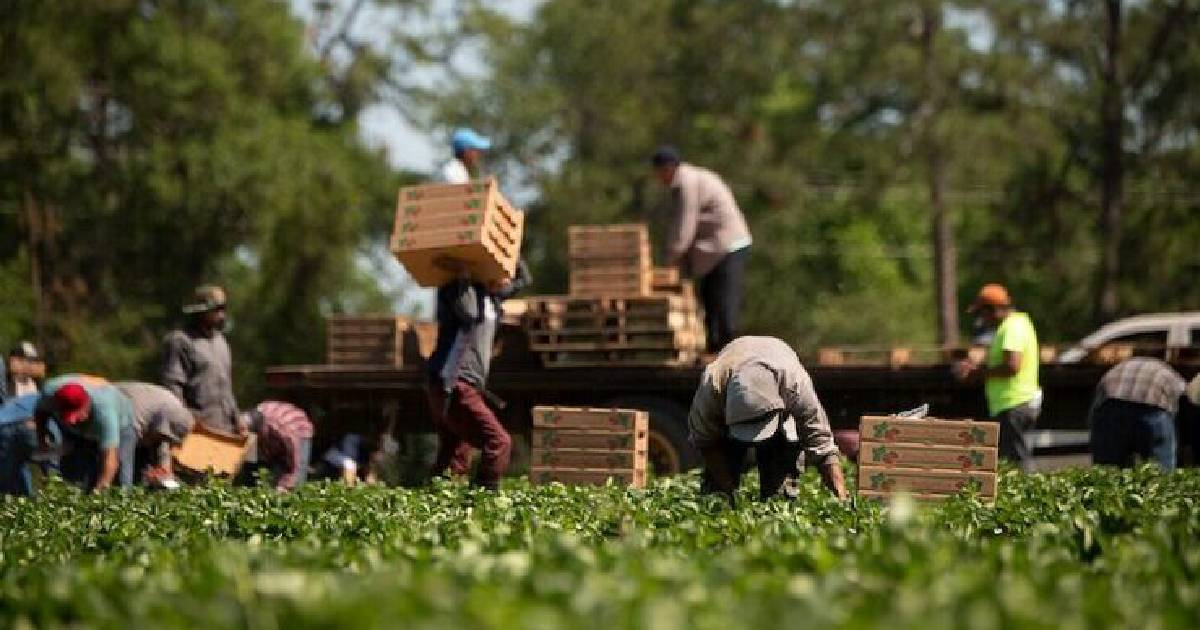 Agricultural Exports from U.S. to Cuba Plunge Over 20% in 2026