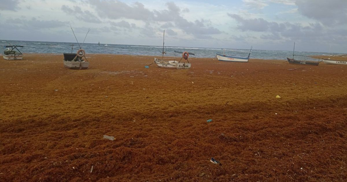 Guantánamo Coast Faces Another Sargassum Invasion: "Yet Another Arrival"