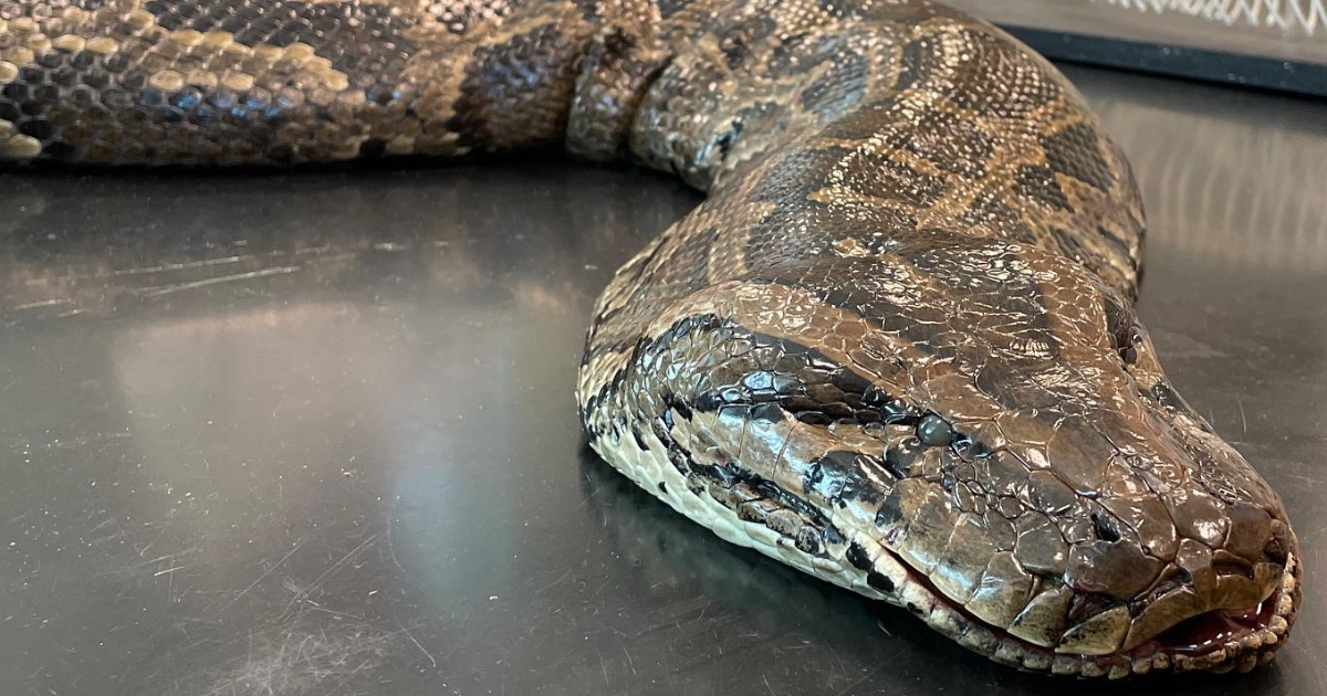 Serpiente pitón encontrada en Florida © X / Conservancy of SWFL