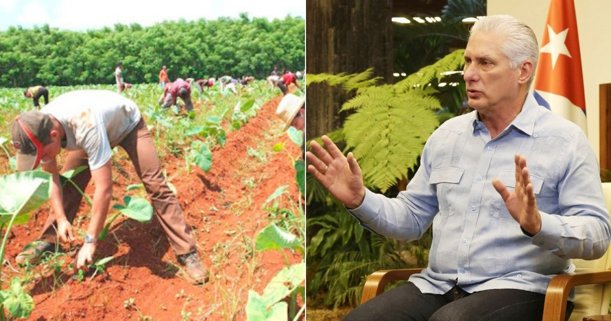 The Cuban regime is trying to revive agriculture with new measures: What are they proposing?