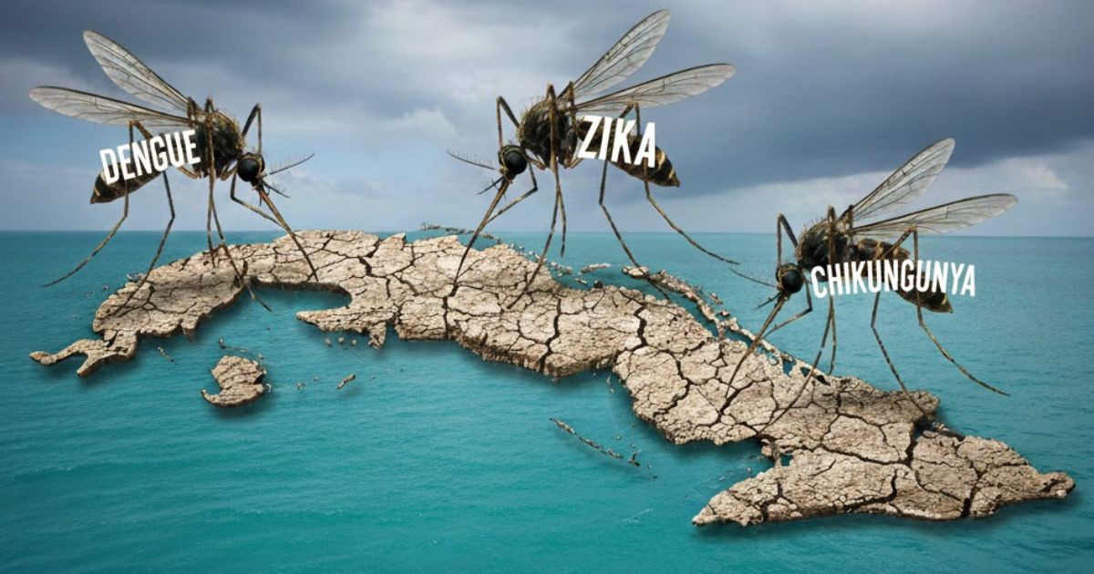 Public Health Ministry Warns of Potential Dengue Outbreak as Waste, Water Leaks, and Power Outages Encourage Mosquito Breeding