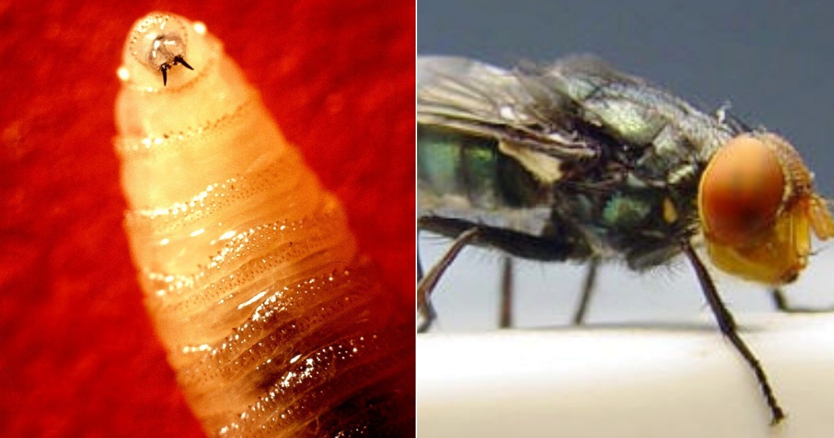 Florida on High Alert as New World Screwworm Advances in Southern U.S.