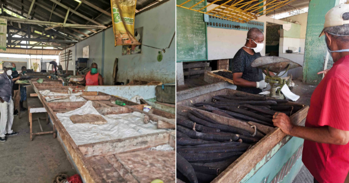 Cuban Government Forced to Overhaul Agricultural Policies Amid Food Crisis