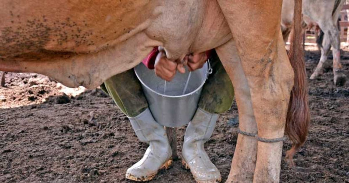 Who Is Really to Blame for Cuba's Milk Shortage?