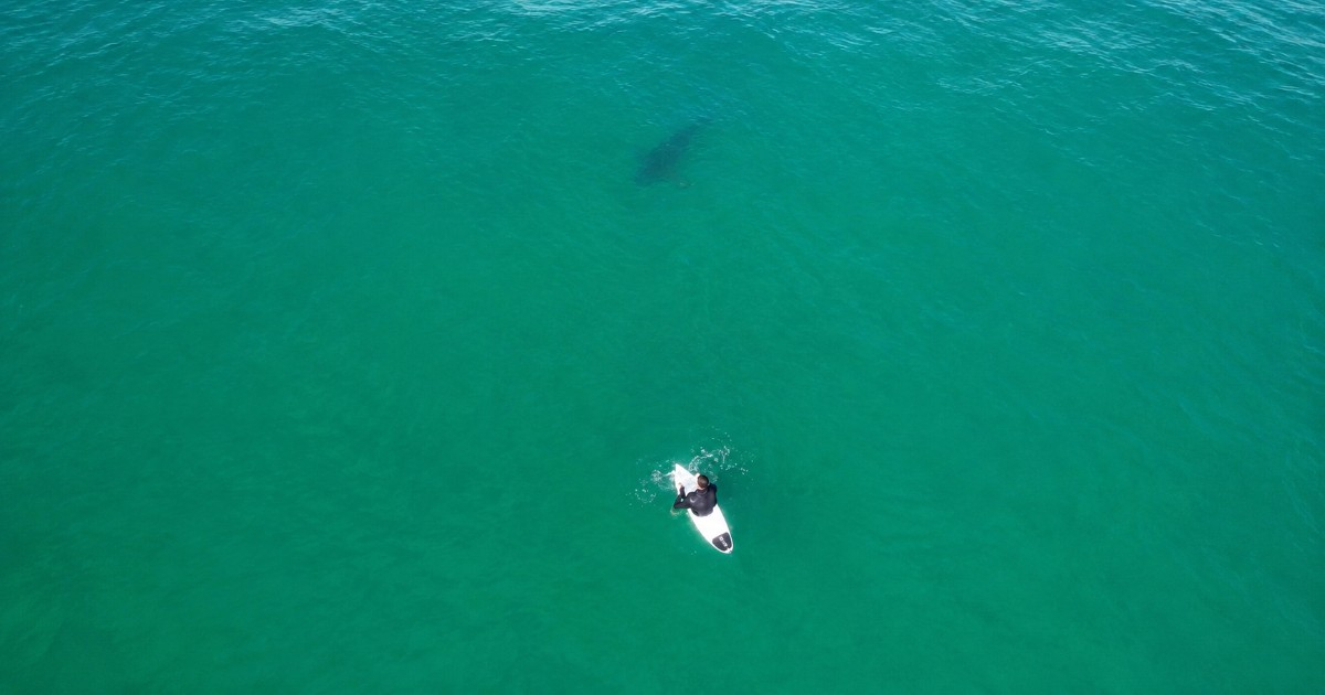 Drone Warns Surfer of Approaching Shark Near California Beach