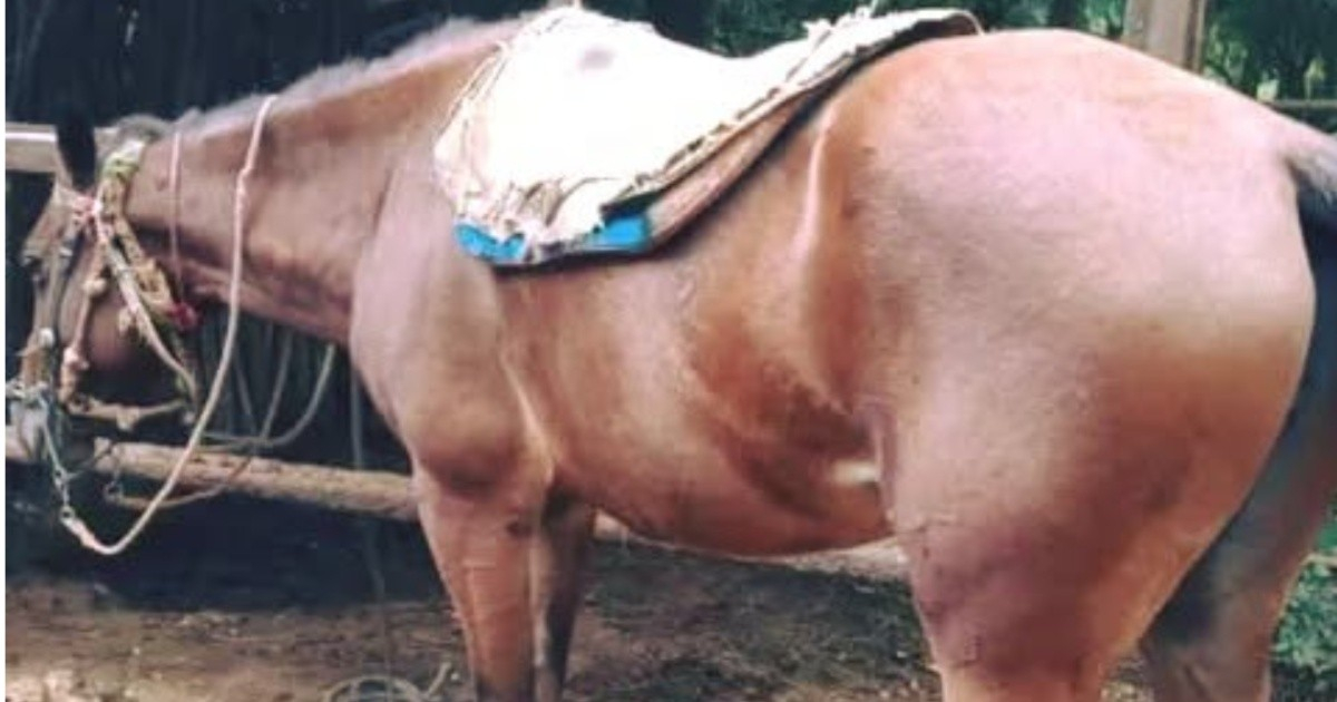 Reward Offered for Stolen Mare in Ciego de Ávila: Family Seeks Help to Recover Sentimental Keepsake