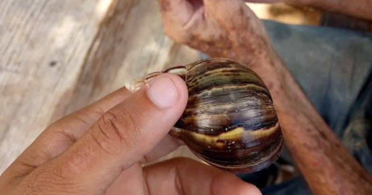 Detection of Giant African Snail Raises Alarm in Matanzas
