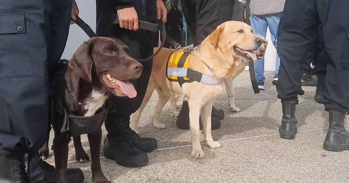 Cuban Rescue Dogs Tito, Eva, and Choco Deployed to Venezuela After Earthquakes