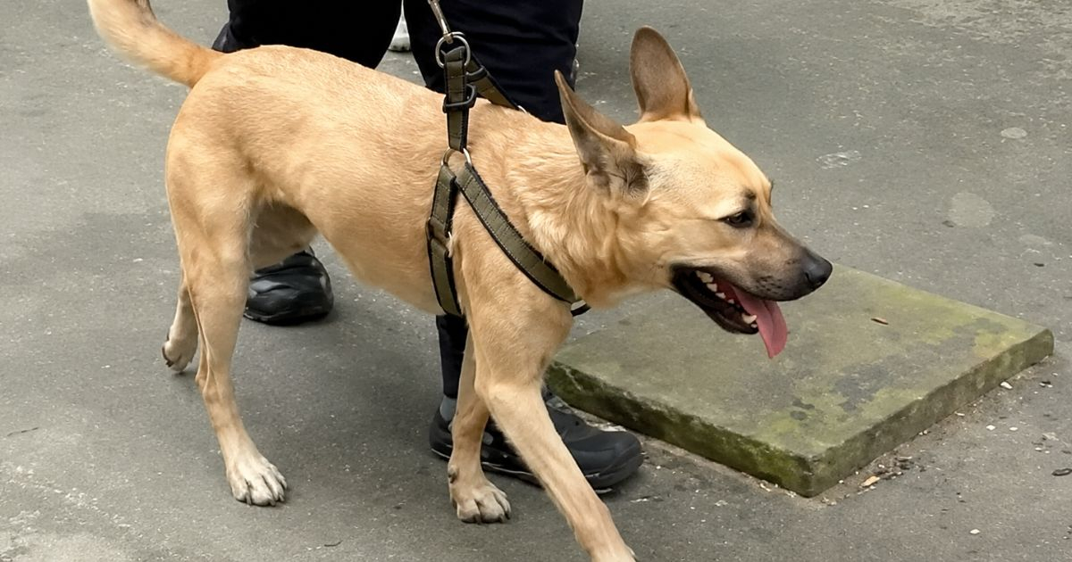 Street-Smart Pup Milo Joins Rescue Efforts in Venezuela Quake Aftermath
