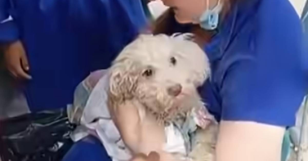 Buddy Emerges Alive After Eight Days Trapped Under Rubble in Venezuela