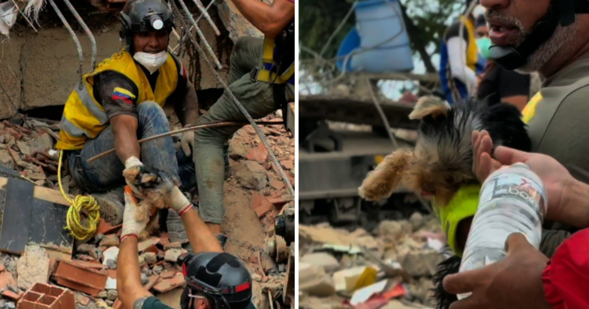Yorkshire Terrier Rescued After a Decade Under Rubble in La Guaira, Venezuela