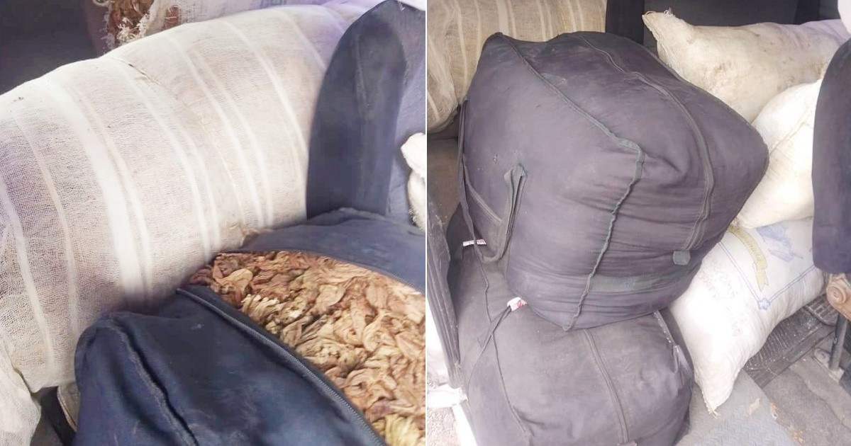 Massive Theft of Tobacco Leaves Reported in Pinar del Río