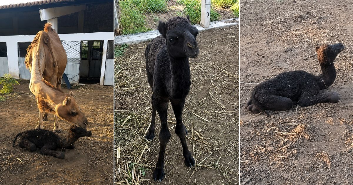 New Arrival: Dromedary Born at Cuba's National Zoo After 30-Year Hiatus