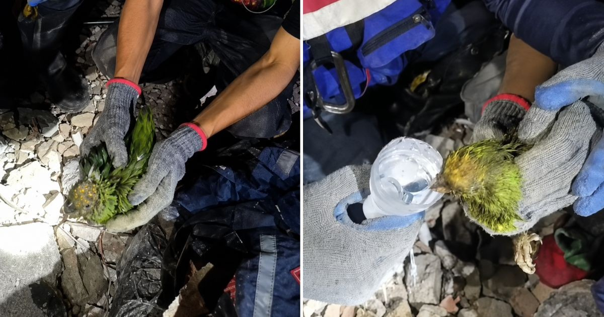 Parrot Survives Nine Days Trapped Under Venezuelan Earthquake Rubble, Becomes Symbol of Hope