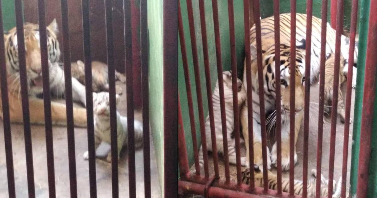 Four Bengal Tigers Born in Cuba Amidst Zoo's Deepening Crisis
