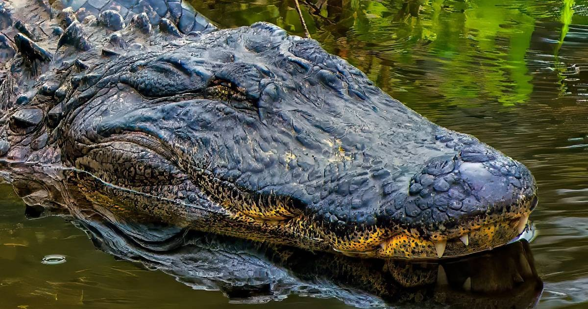 Father Braves Alligator Attack to Rescue 11-Year-Old Son in Florida: An Emotional Outcome