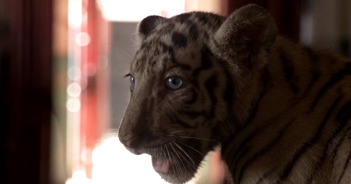 Uno de los tigres de bengala nacido en el zoológico cubano. © Captura de Video/X/Reuters