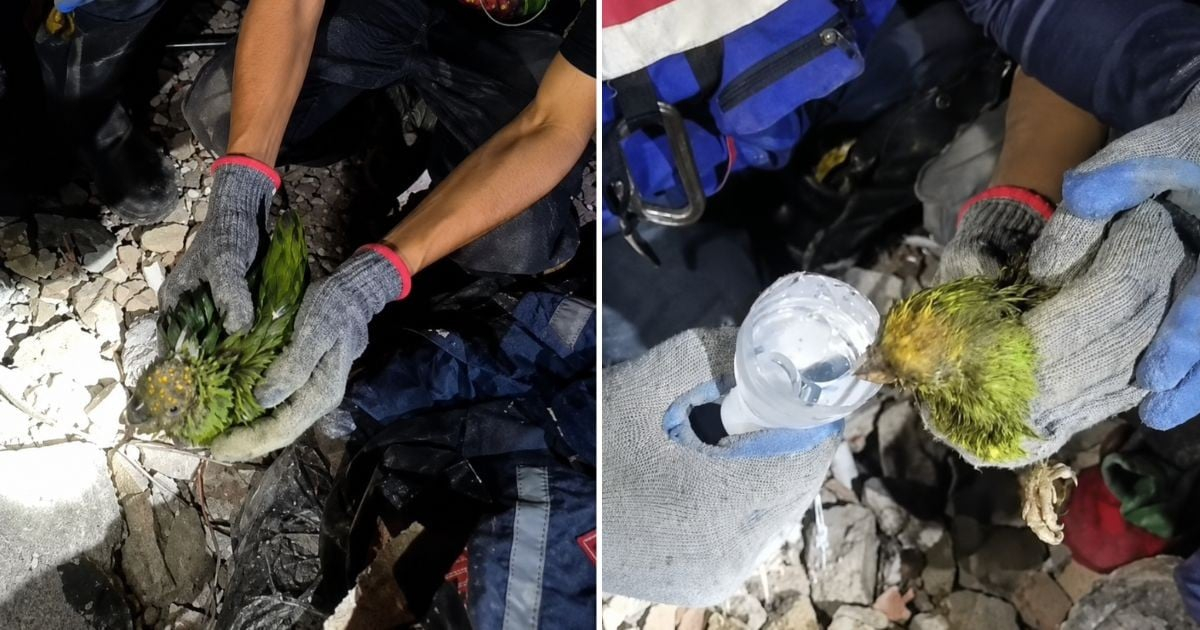 Parrot Panchito's Heartbreaking End: Surviving Nine Days Trapped in Venezuelan Rubble