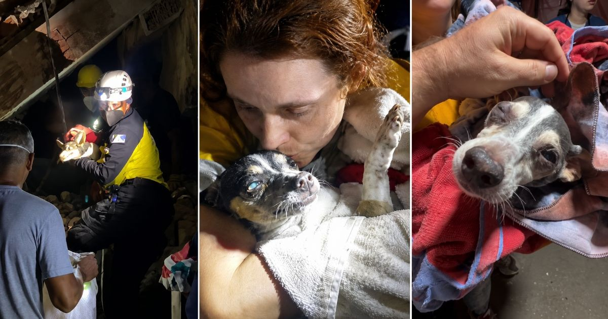 Draco: A Resilient Pup Survives 12 Days Trapped Under Rubble in Venezuela