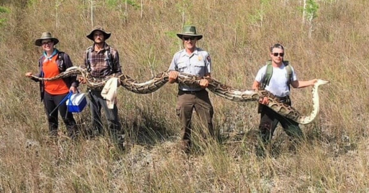Florida Launches Python Hunting Challenge with $10,000 Prize for Most Snakes Captured