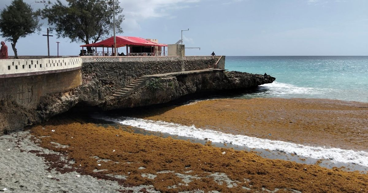 Sargassum Surge Sparks Health Alert on Baracoa Beaches