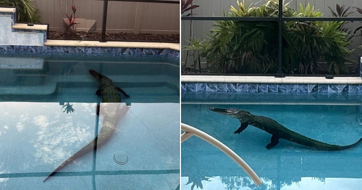 Alligator Crashes into Florida Home, Takes a Dip in the Pool