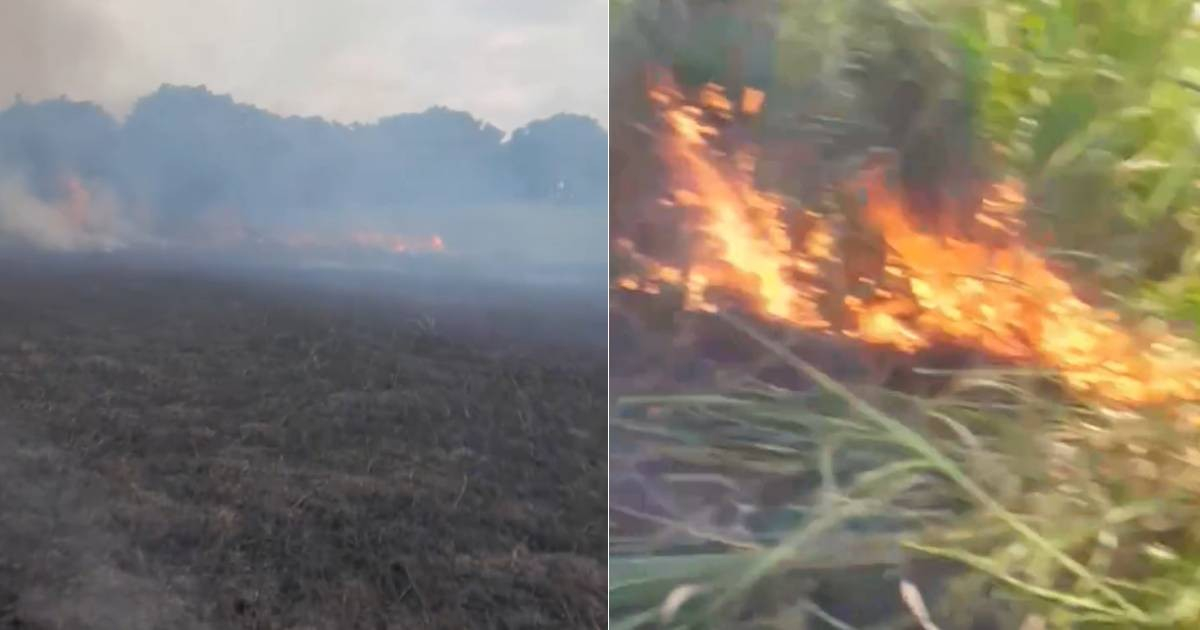 Owner Blames Crime for Arson at Cuban Farm: "Thieves Are the Worst Plague"